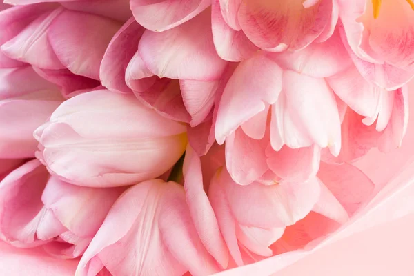 Light pink tulips — Stock Photo, Image