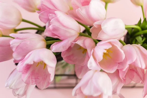 Light pink tulips — Stock Photo, Image