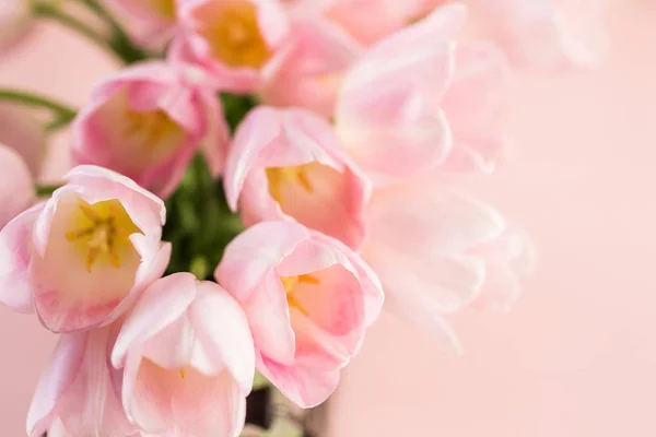Tulipani rosa chiaro — Foto Stock
