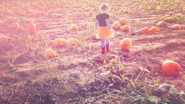 Toddler girl at Pumpkin patch — Stock Photo, Image
