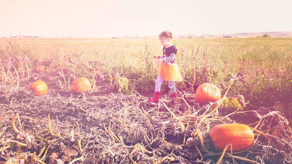 Kisgyermek lány Pumpkin patch — Stock Fotó