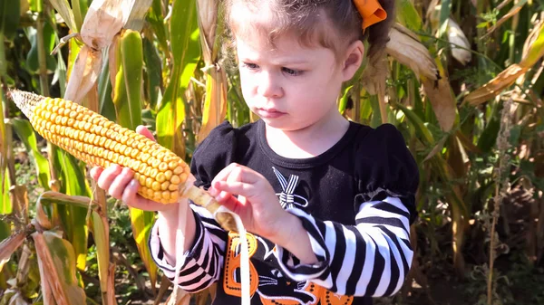 Kleuter meisje in maïs doolhof — Stockfoto
