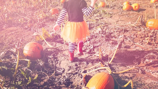 Niña en el parche de calabaza —  Fotos de Stock