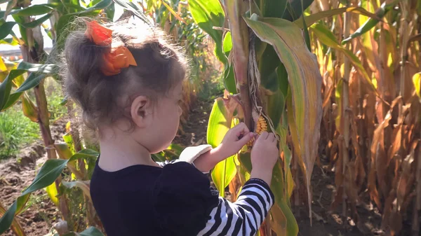 Маленькая девочка в кукурузном лабиринте — стоковое фото