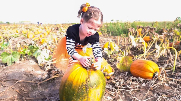 Barn girl på Pumpkin patch — Stockfoto