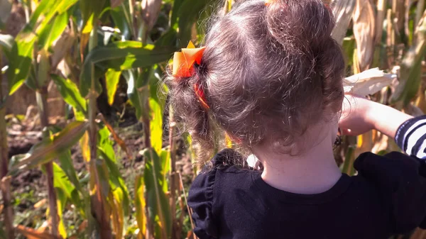 Petite fille dans le labyrinthe de maïs — Photo