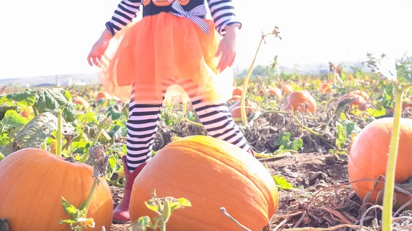 Kisgyermek lány Pumpkin patch — Stock Fotó