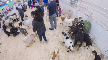 Sevişme hayvanat bahçesinde Batı stok Show