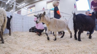 Sevişme hayvanat bahçesinde Batı stok Show