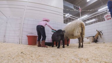 Sevişme hayvanat bahçesinde Batı stok Show