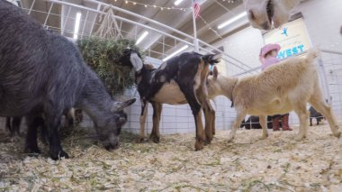 Sevişme hayvanat bahçesinde Batı stok Show