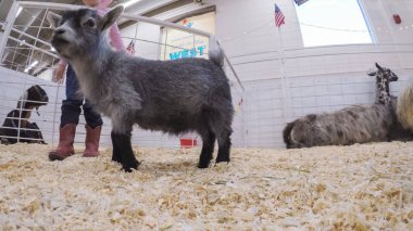 Sevişme hayvanat bahçesinde Batı stok Show