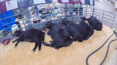 Denver, Colorado, USA-January 9, 2018-POV--Getting cattle ready for competition clipart