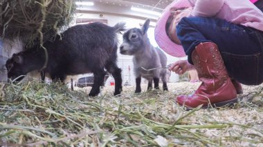 Sevişme hayvanat bahçesinde Batı stok Show