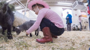 Sevişme hayvanat bahçesinde Batı stok Show