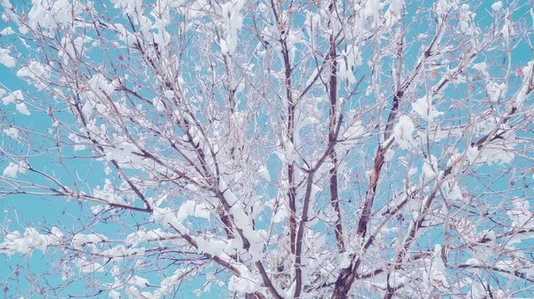 Neige Printanière Sur Les Branches Des Arbres Avec Ciel Bleu — Photo