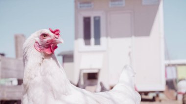 serbest çiftlik tavukları