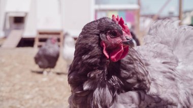 serbest çiftlik tavukları