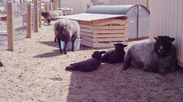 早春的城市农场里的绵羊 — 图库照片