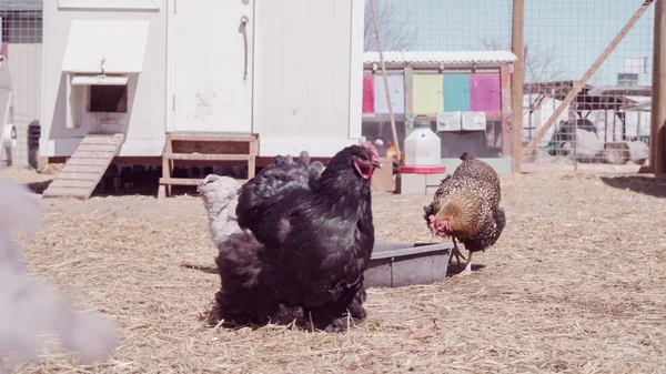 Poulets d'élevage gratuit — Photo