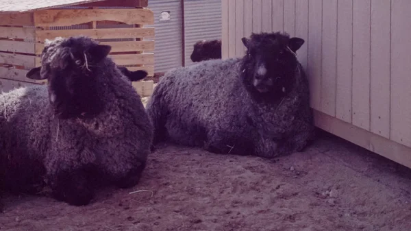 Sheep Urban Farm Early Spring — Stock Photo, Image