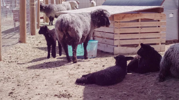 Schapen Stedelijke Boerderij Vroeg Het Voorjaar — Stockfoto