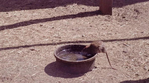 Mouse Campo Fazenda Urbana — Fotografia de Stock