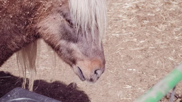 Horses Urban Farm Early Spring — Stock Photo, Image