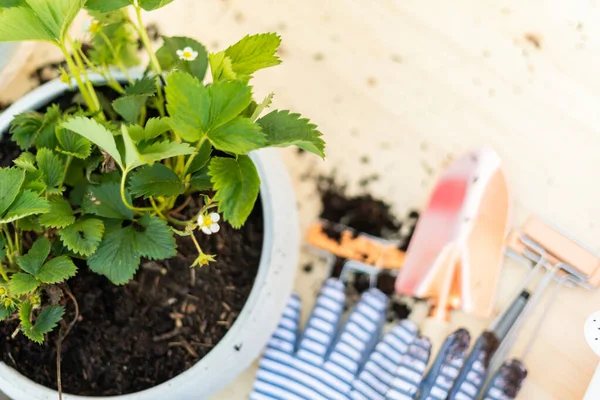 Aardbei plant — Stockfoto