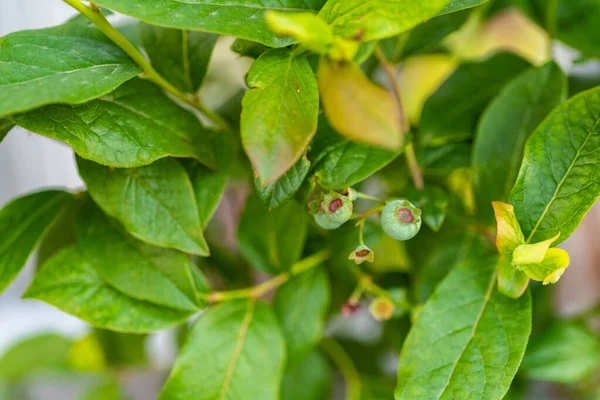 Jardín de contenedores —  Fotos de Stock