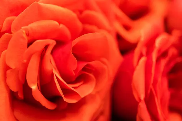 Mawar merah — Stok Foto