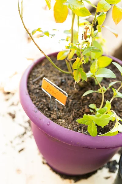 Bosbes plant — Stockfoto