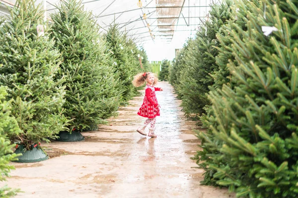 Quinta de árvore de Natal — Fotografia de Stock