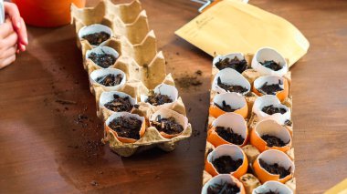 Anne ve kızı Bahar dikim için yumurta kabukları tohum başlangıç.