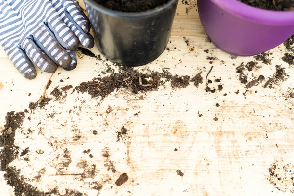 Bloemen Planten Kleine Planten Potten Het Najaar — Stockfoto