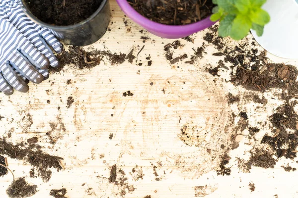 Bloemen Planten Kleine Planten Potten Het Najaar — Stockfoto