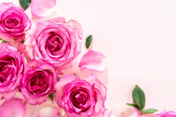 Flat Lay Pink Roses Rose Petals Pink Background — Stock Photo, Image