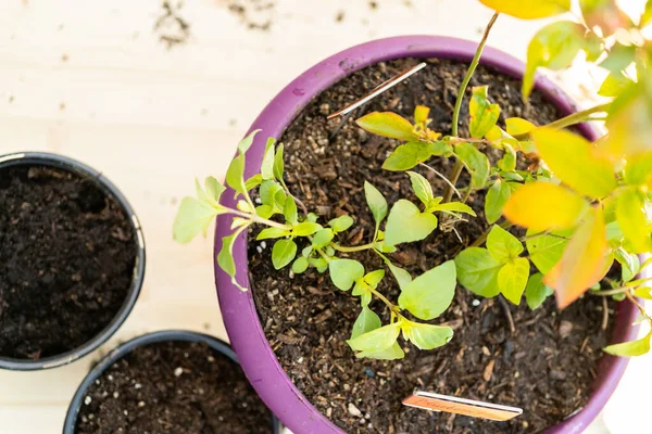 Het Planten Van Bosbessen Plant Een Tuin Planten Pot — Stockfoto