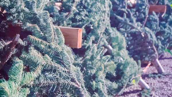 在圣诞树农场切常青树 — 图库照片