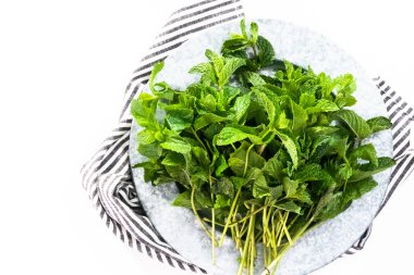 Düz yatıyordu. Beyaz arka planda organik bahçeden taze nane..