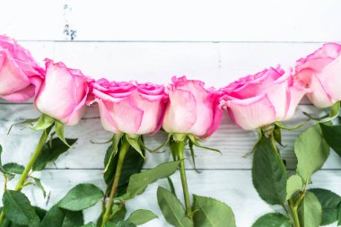 Düz yatıyordu. Boyanmış beyaz ahşap arka planı olan pembe güller..