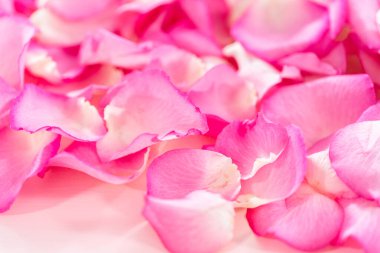 Pembe güllerin yapraklarının arka planı.