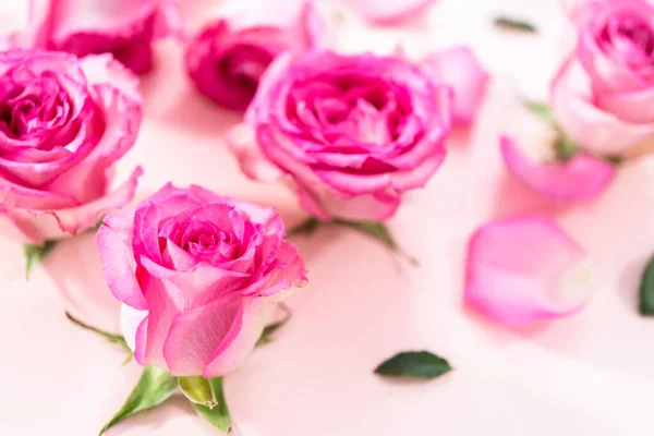 Pink Roses Rose Petals Pink Background — Stock Photo, Image