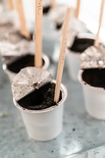 Samen Kaffeepads Pflanzen Einen Indoor Gemüsegarten Anzulegen — Stockfoto