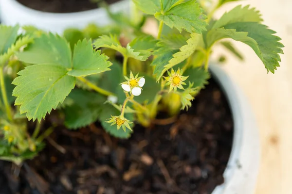 Piantare Pianta Fragole Piccolo Giardino Piantare Vaso — Foto Stock