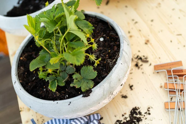 Plantation Fraises Dans Petit Pot Plantation Jardin — Photo