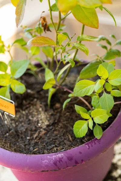 Het Planten Van Bosbessen Plant Een Tuin Planten Pot — Stockfoto