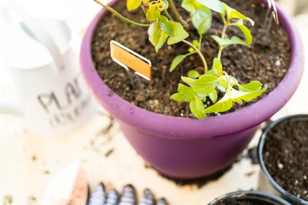 Plantación Arándanos Una Maceta Jardín — Foto de Stock