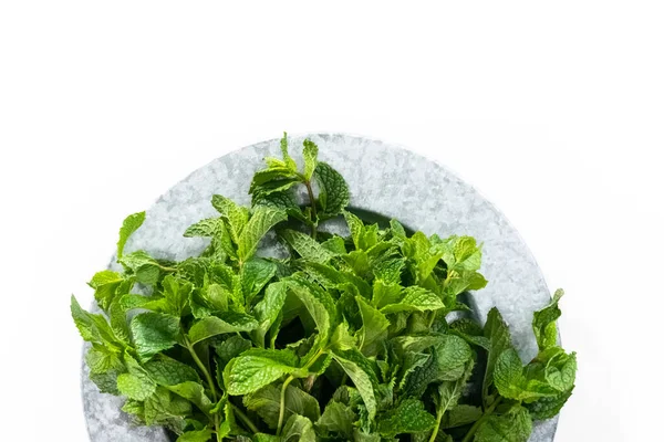 Flat Lay Fresh Mint Organic Garden White Background — Stock Photo, Image