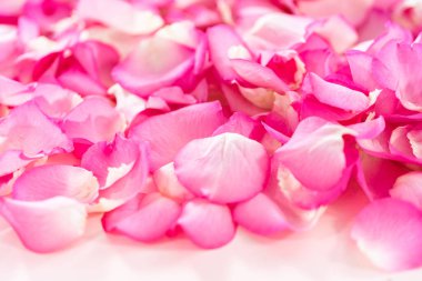 Pembe güllerin yapraklarının arka planı.